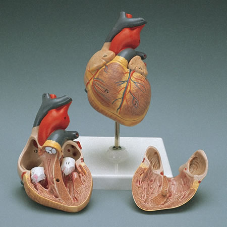 Modelo de Corazón disectible anatómicamente correcto
