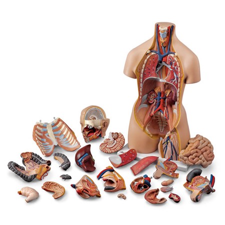 Torso humano con cabeza desmontable de ambos sexos