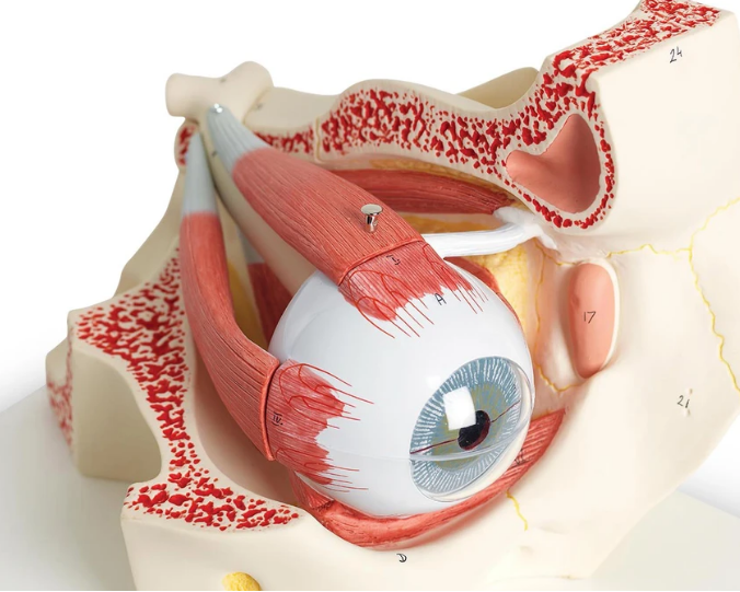 Ojo en órbita de 7 partes