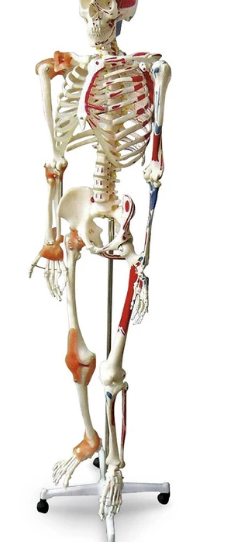 Esqueleto humano de tamaño completo con músculos y ligamentos