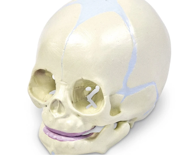 Cráneo fetal humano