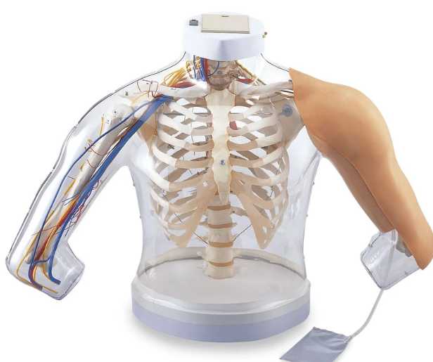 Modelo de inyección intramuscular de los músculos de la parte superior del brazo