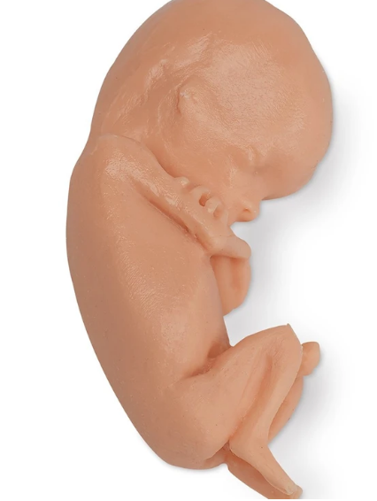 Réplica de feto humano Life / form® - 13 semanas