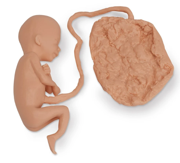 Réplica de feto humano Life / form® - 20 semanas