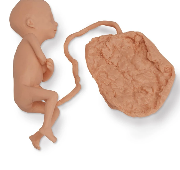 Réplica de feto humano Life / form® - Hembra de 5 meses