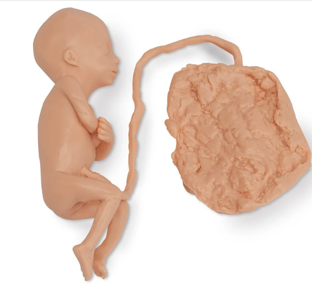 Réplica de feto humano Life / form® - 5 meses masculino