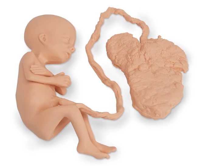 Réplica de feto humano Life / form® - Mujer de 7 meses