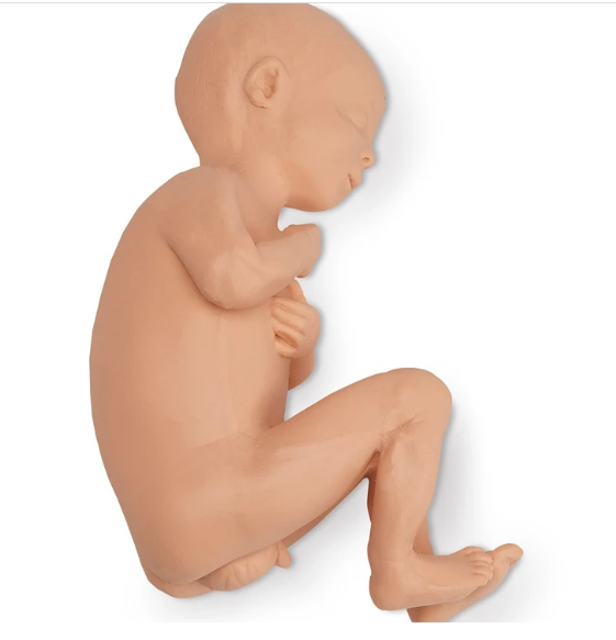Réplica de feto humano Life / form® - Varón a término