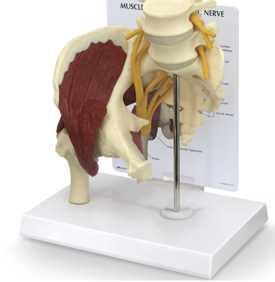 Modelo de cadera musculosa con nervio ciático