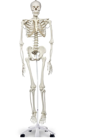 Esqueleto fisiológico con soporte de rodillo colgante - 73-1 / 4 pulg.