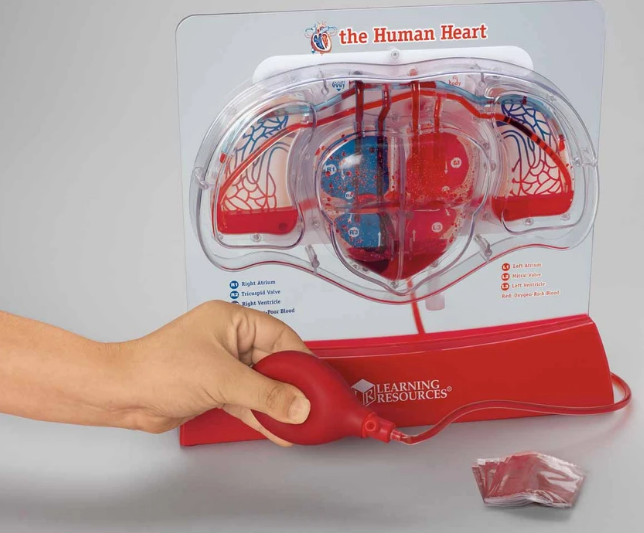 Modelo de bombeo de corazón