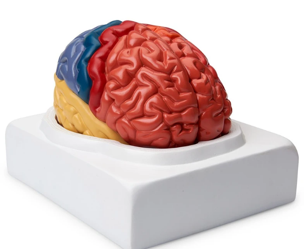 Cerebro regional (2 partes)