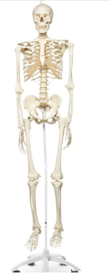 Stan the Standard Skeleton 5 pies 6 pulg. (170 cm) - Incluye soporte de rodillo colgante de 5 brazos (73-1 / 4 pulg.)