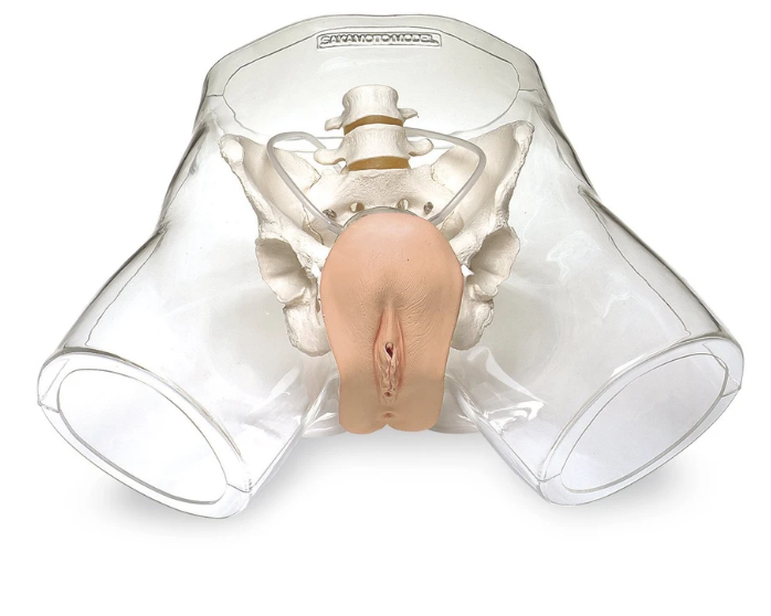 Modelo de catéter femenino transparente