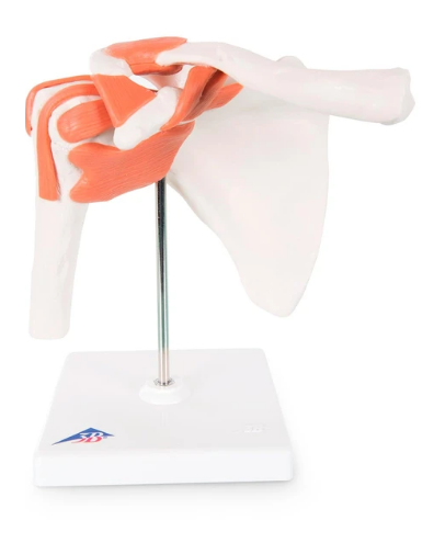 Articulación del hombro de trabajo